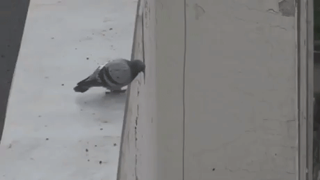 Pigeon Suicide - Crypto Memes